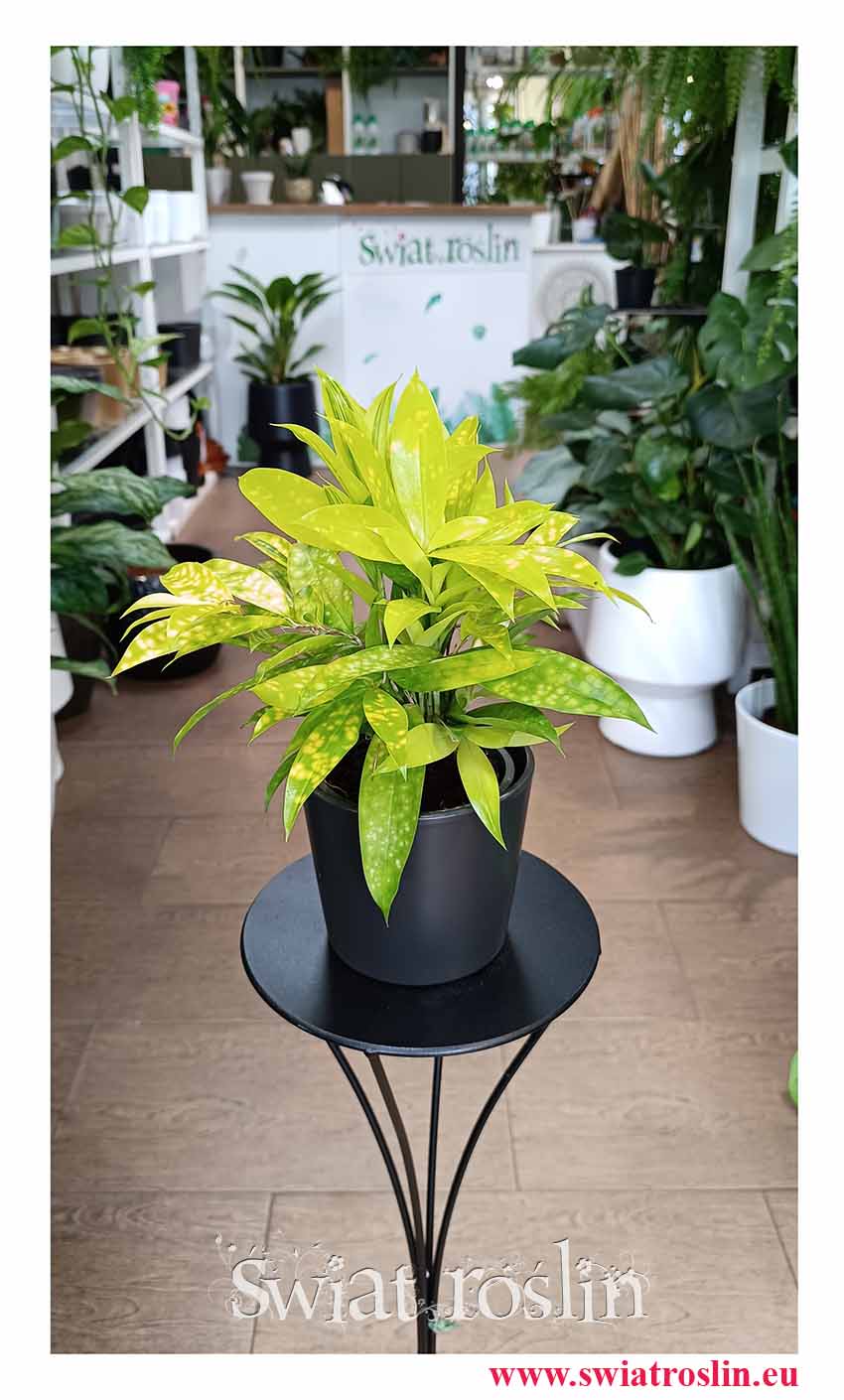 Dracaena Surculosa Mike, Dracena Surculosa Mike, Dracena rozgałęziona Mike rośliny doniczkowe kwiaty doniczkowe sklep online i stacjonarny