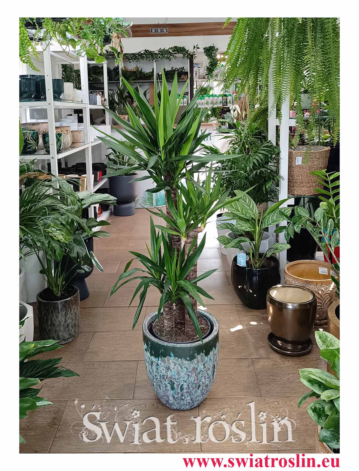 Juka Gwatemalska dJuka Gwatemalska do biura do firmy do kawiarni do mieszkania do restauracji z dostawą, Yucca Elephantipes, Stopa Słonia roJuka Gwatemalska do biura do firmy do kawiarni do mieszkania do restauracji z dostawą, Yucca Elephantipes, Stopa Słonia roślina