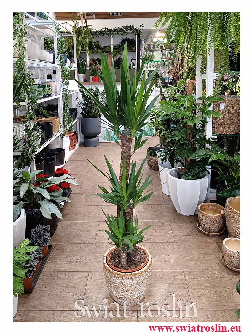 Juka Gwatemalska do biura do firmy do kawiarni do mieszkania do restauracji z dostawą, Yucca Elephantipes, Stopa Słonia