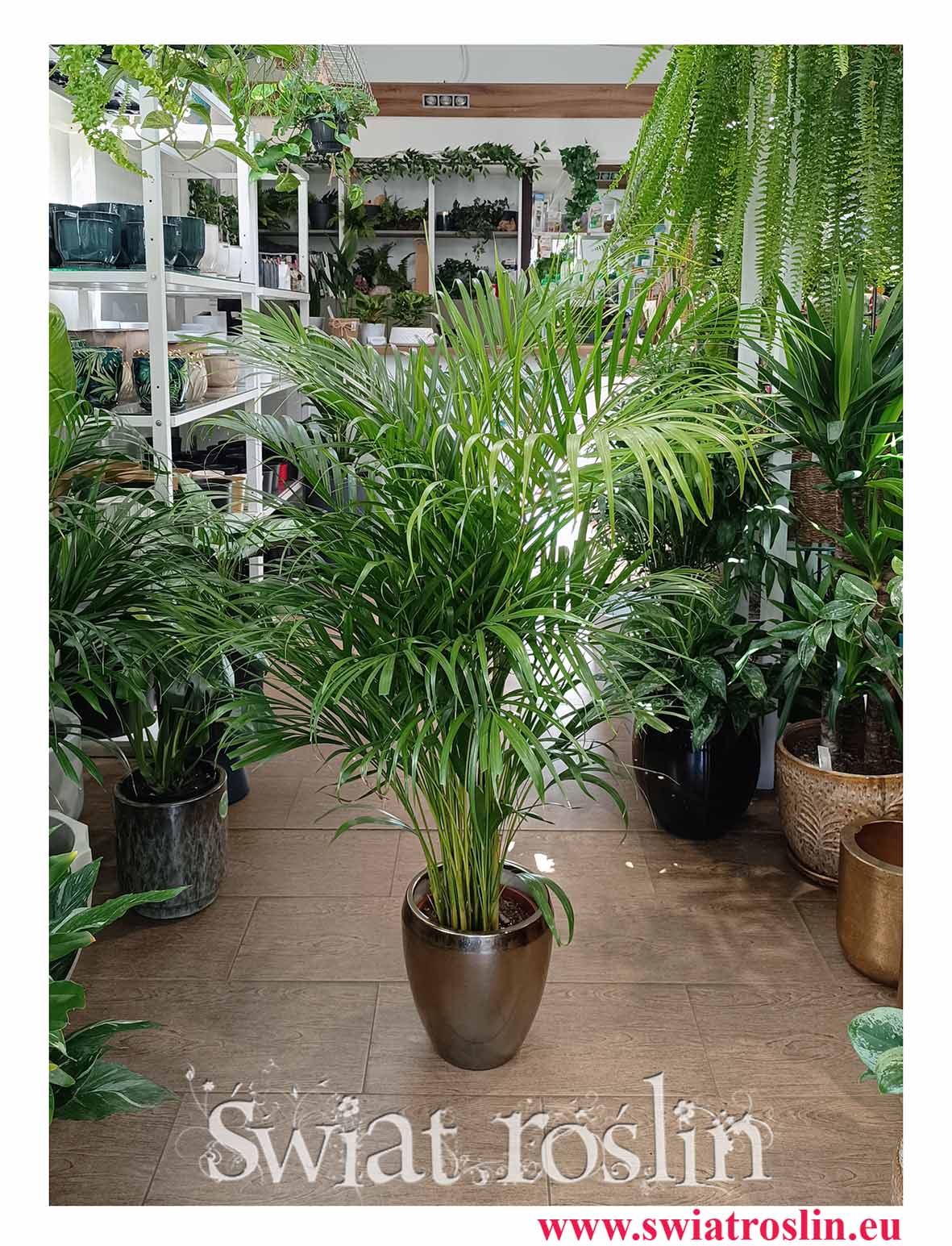 Palma Areka Żółtawa, Palma Areca Lutescens Dypsis łatwa w uprawie roślina do biura lub do salonu i sypialni z wysyłka pod drzwi