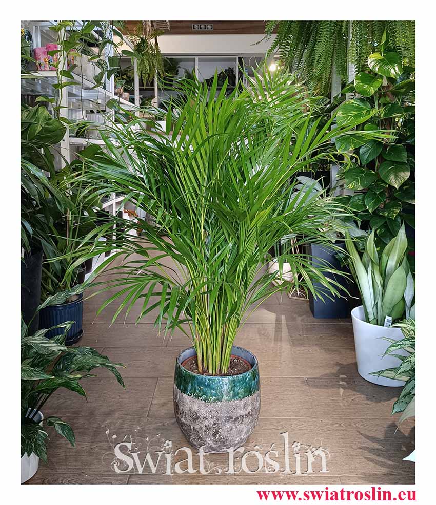 Palma Areka Żółtawa, Palma Areca Lutescens Dypsis łatwa w uprawie roślina do biura lub do salonu i sypialni z wysyłka
