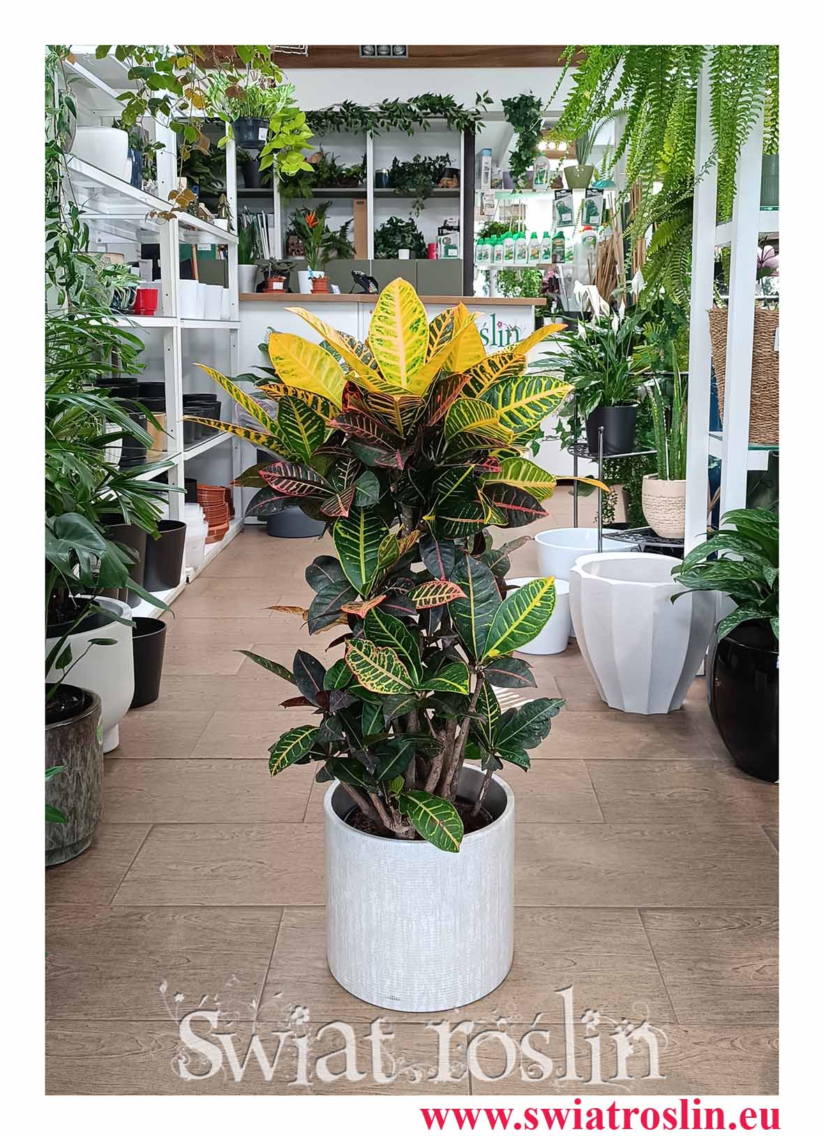 Zjawiskowy piękny Duży Kroton Petra Variegata z wysyłką ze sklepu internetowego online najlepsza cena i jakość, Wielkie Codiaeum Variegatum Petra do kupienia z dostawą