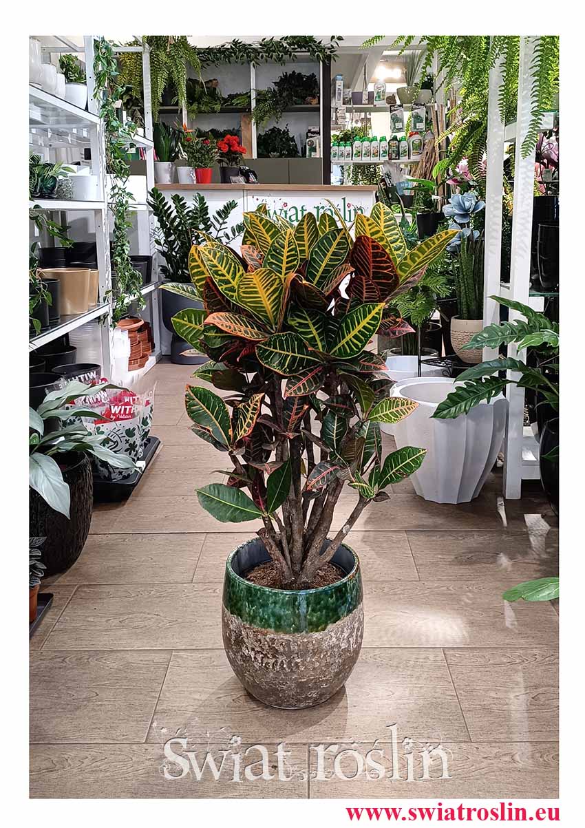 Zjawiskowy piękny Duży Kroton Petra Variegata z wysyłką ze sklepu internetowego online, Duży Trójskrzyn Petra, Wielkie Codiaeum Variegatum Petra do kupienia z wysyłką