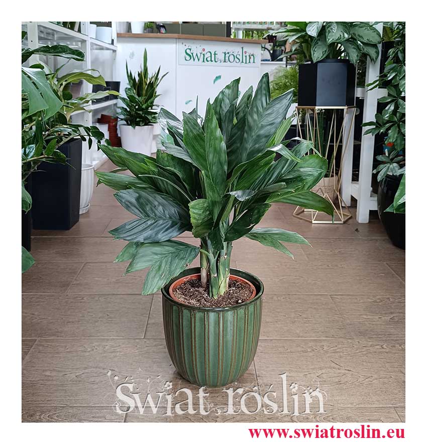 łątwa w uprawie Chamaedorea Metallica przyjazna zwierzętom , Palma Chamedora Metallica oczyszczająca powietrze