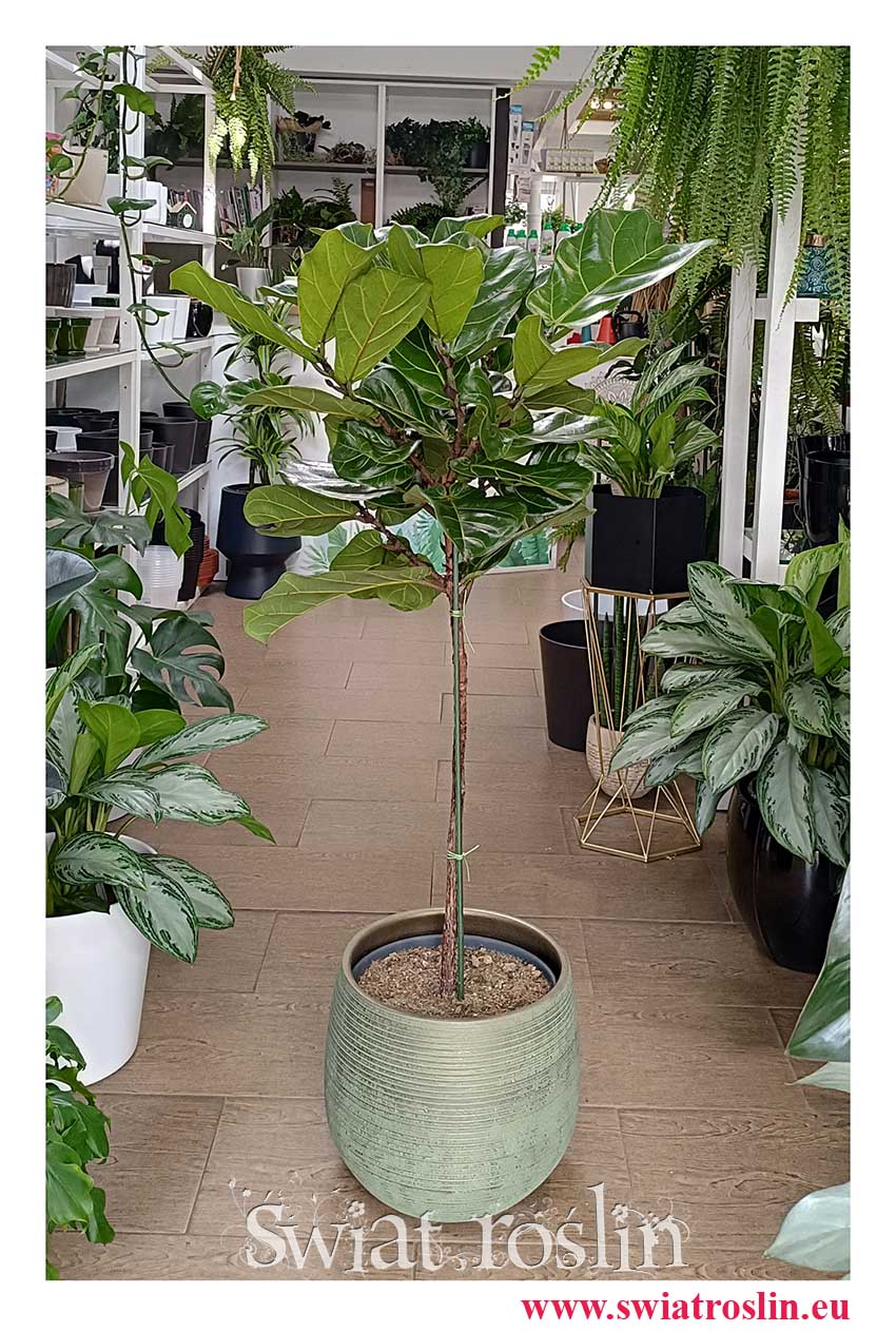 łatwe w uprawie oczyszczające drzewko Fikus Lyrata, Fikus Dębolistny, Figowiec Lirolistny najpiękniejsz roślina do biura do firmy do salonu do mieszkania