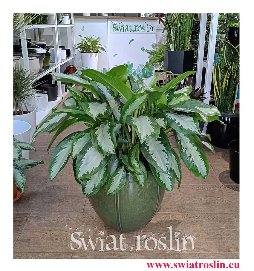 Aglonema Silver Moon oczyszczająca powietrze łatwa w uprawie roślina do biura do firmy do mieszkania, Aglaonema Silver Moon piękna roślina