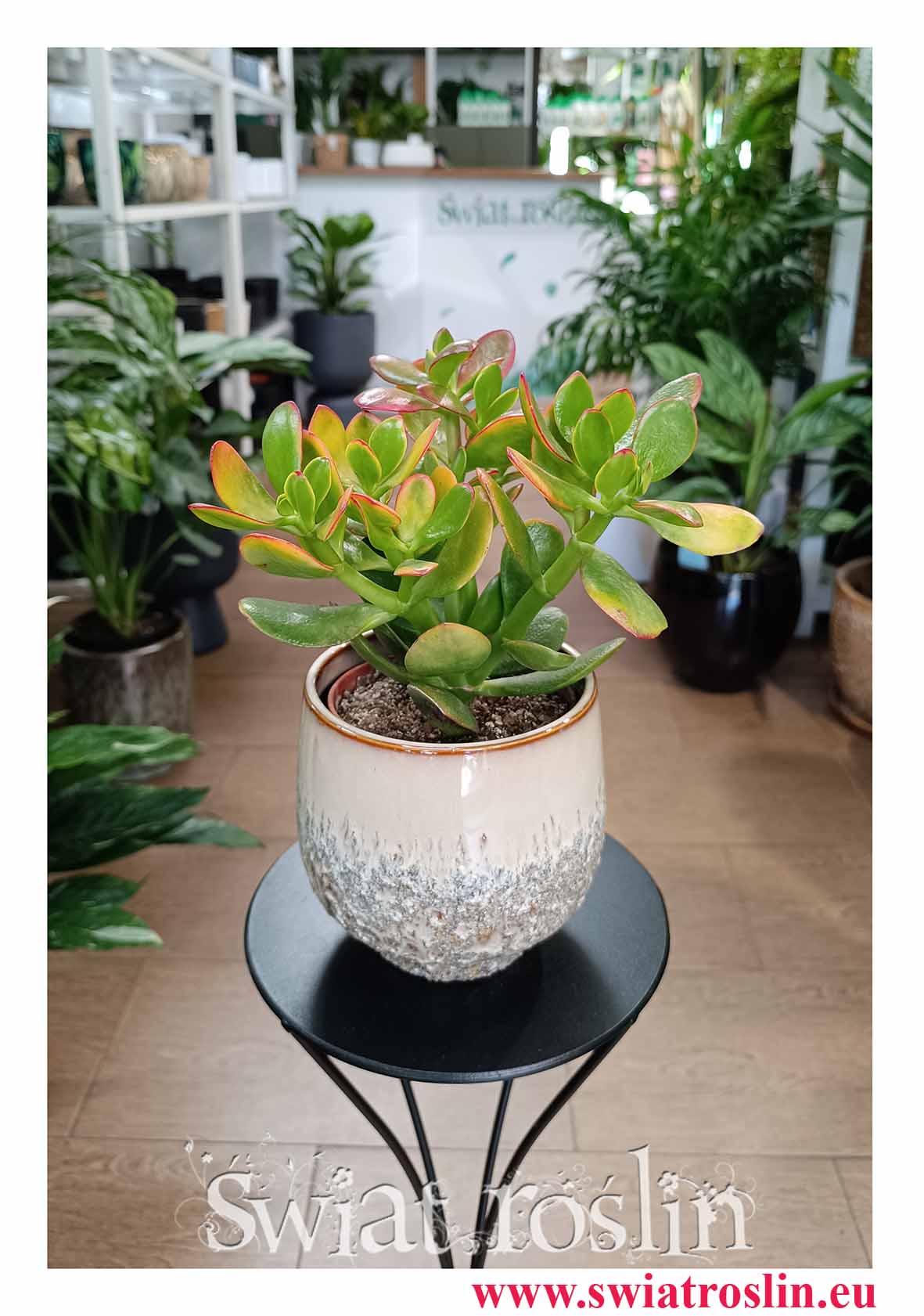 Crassula Ovata Sunset w najlepszej cenie i jakości do kupienia z dostawą online, Grubosz Ovata Sunset