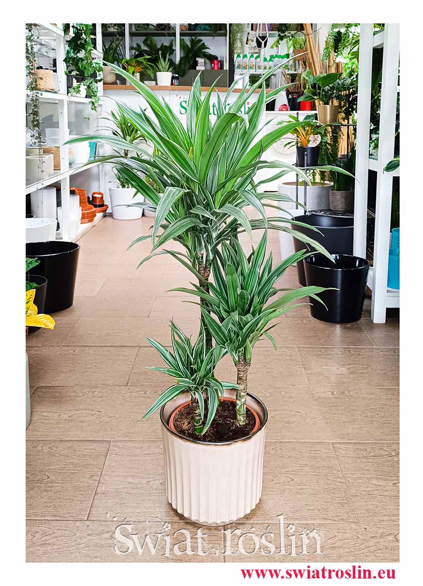 Dracaena Warnecki, Dracena Warnecki popularna roślina z insta sklep wysyłka do domu