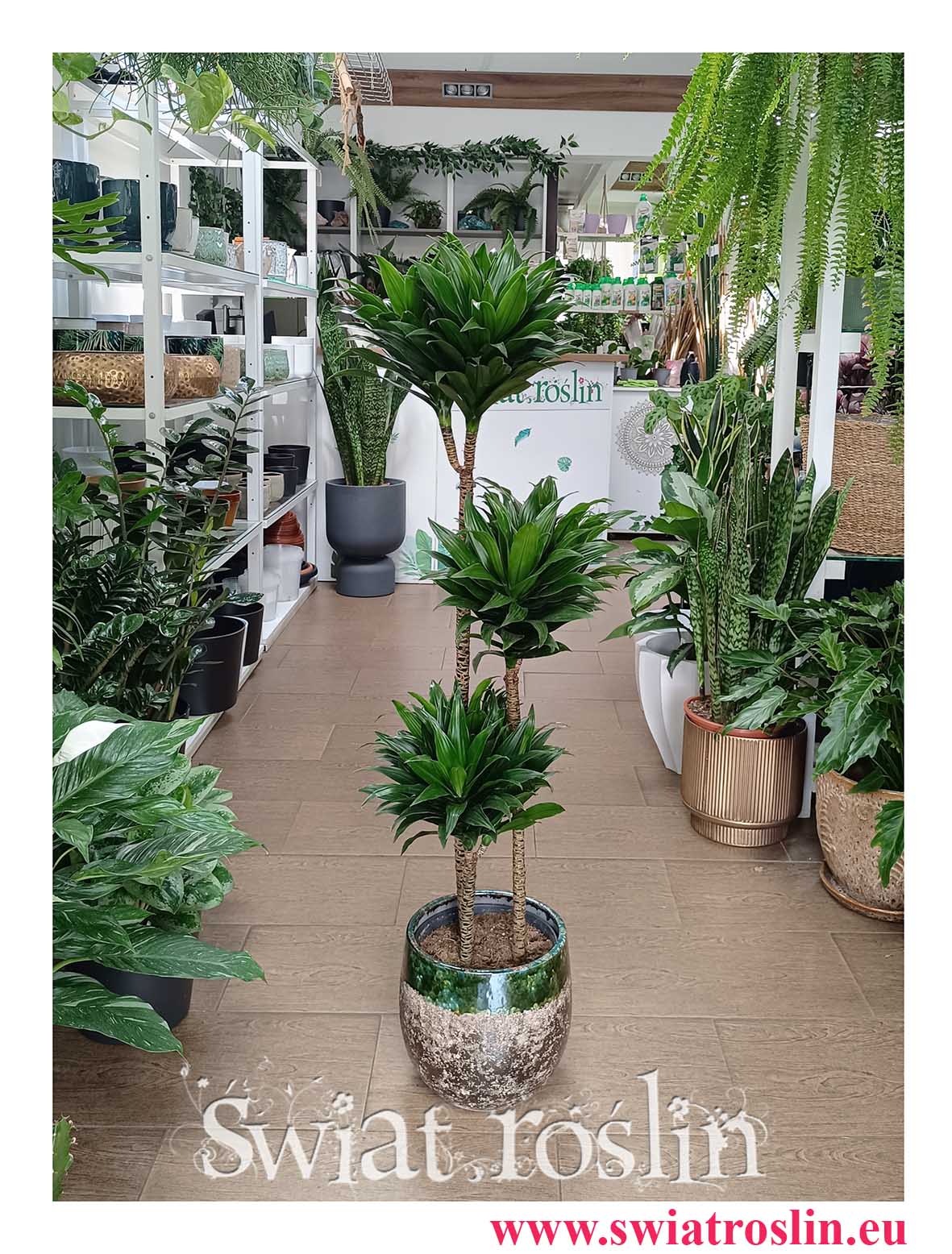 Duża Dracaena Compacta, duża Dracena Compacta trzypienna do biura do firmy do hotelu do salonu do mieszkania do dużej przestrzeni