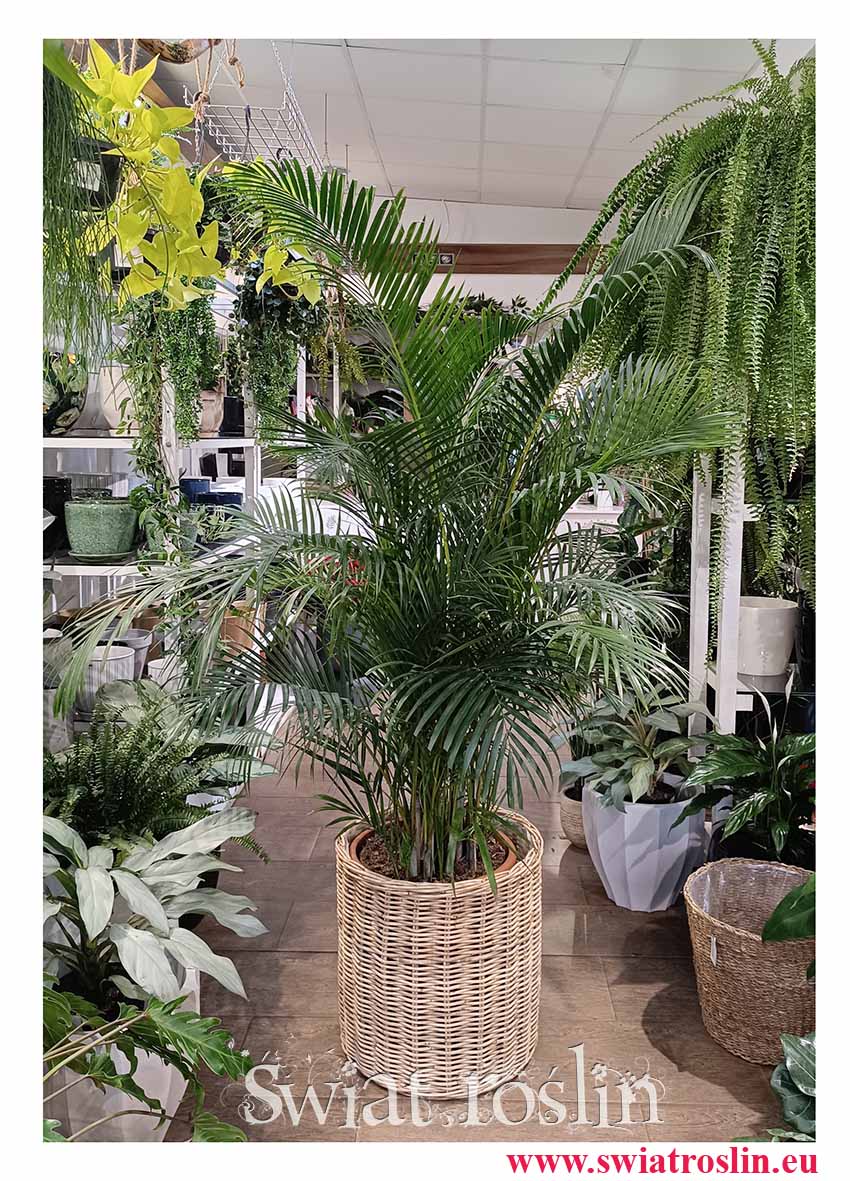 Duża Palma Areka Żółtawa, Duża Palma Areca Lutescens Dypsis, duża palma Areca do kupienia w sklepie internetowym online