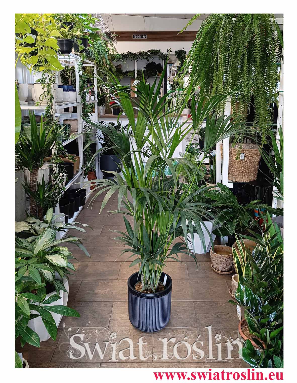 Duża Palma Kentia Howea Forsteriana , Duża Palma Kencja Howea Fosteriana łatwa w uprawie, sklep online z dużymi palmami z dostawą pod drzwi