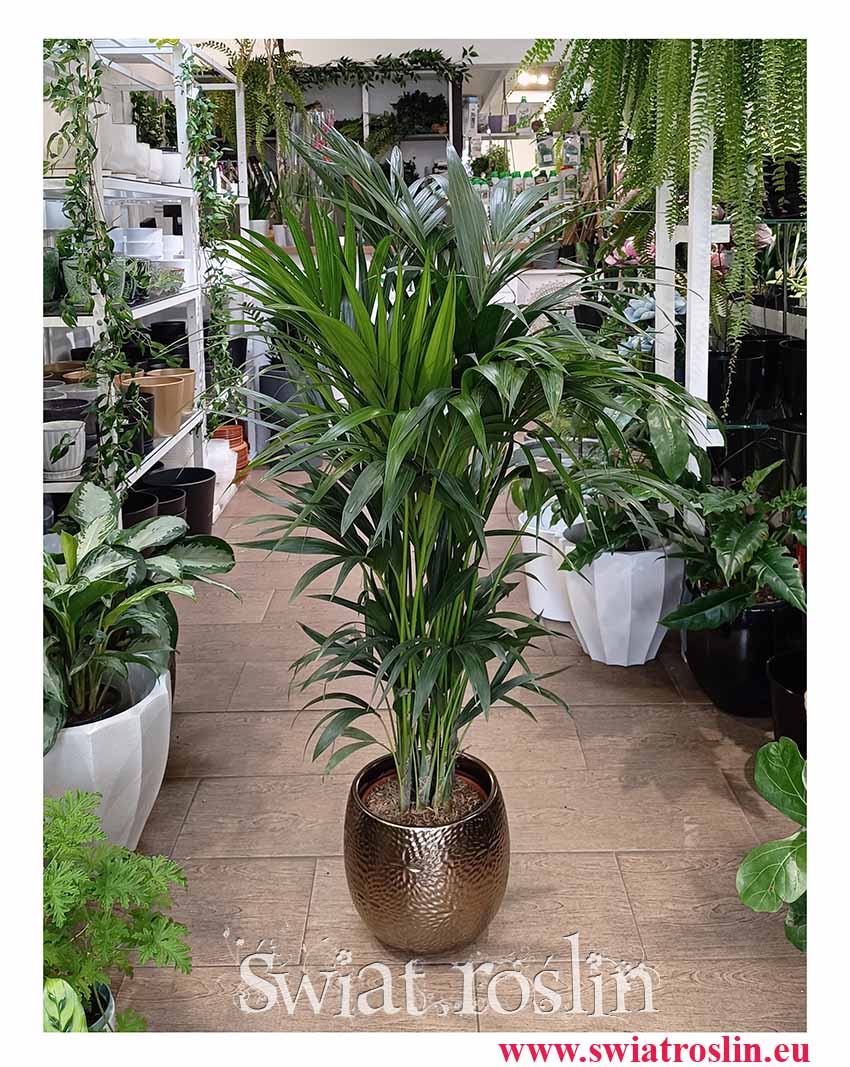 Duża Palma Kentia Howea Forsteriana , Duża Palma Kencja Howea Fosteriana, sklep online z dużymi palmami z dostawą pod drzwi