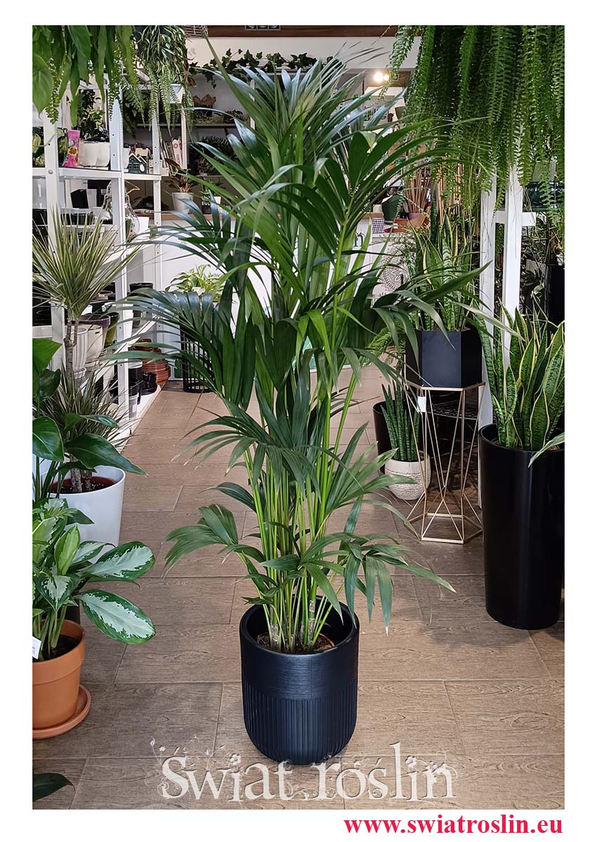 Duża Palma Kentia Howea Forsteriana , Duża Palma Kencja Howea Fosteriana, sklep online z dużymi palmami z dostawą
