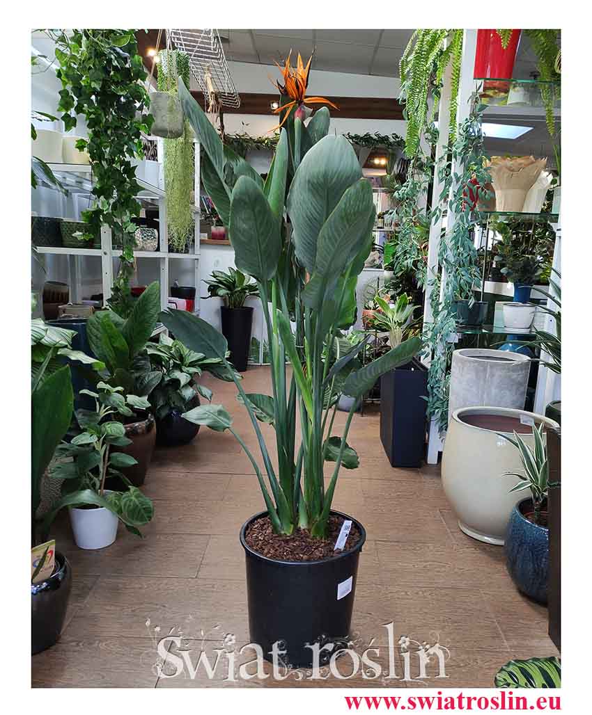 Duża Strelicja Królewska, wielka Strelitzia Reginae, najpiękniejsze rośliny sklep Kraków, wysyłka roślin