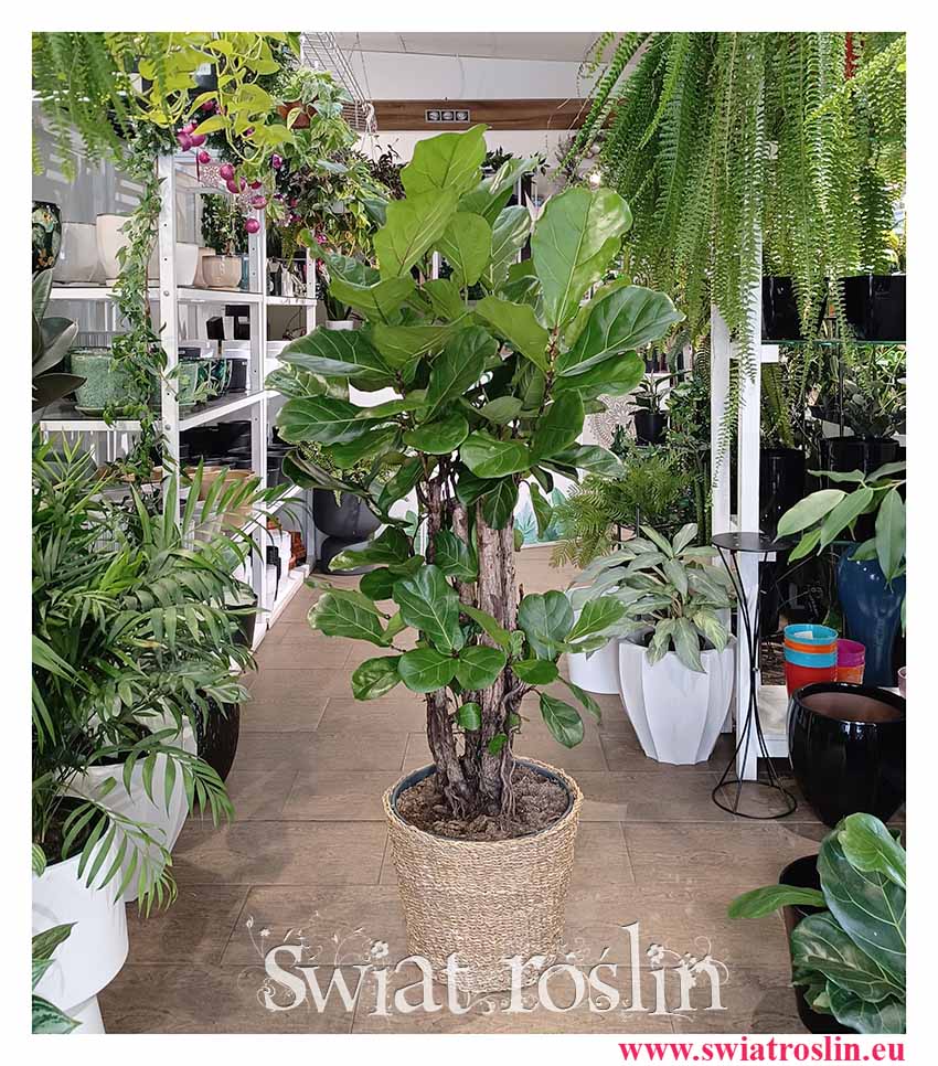 Duży Ficus Lyrata drzewko tylko dla koneserów do dużych salonów i domów z basenem