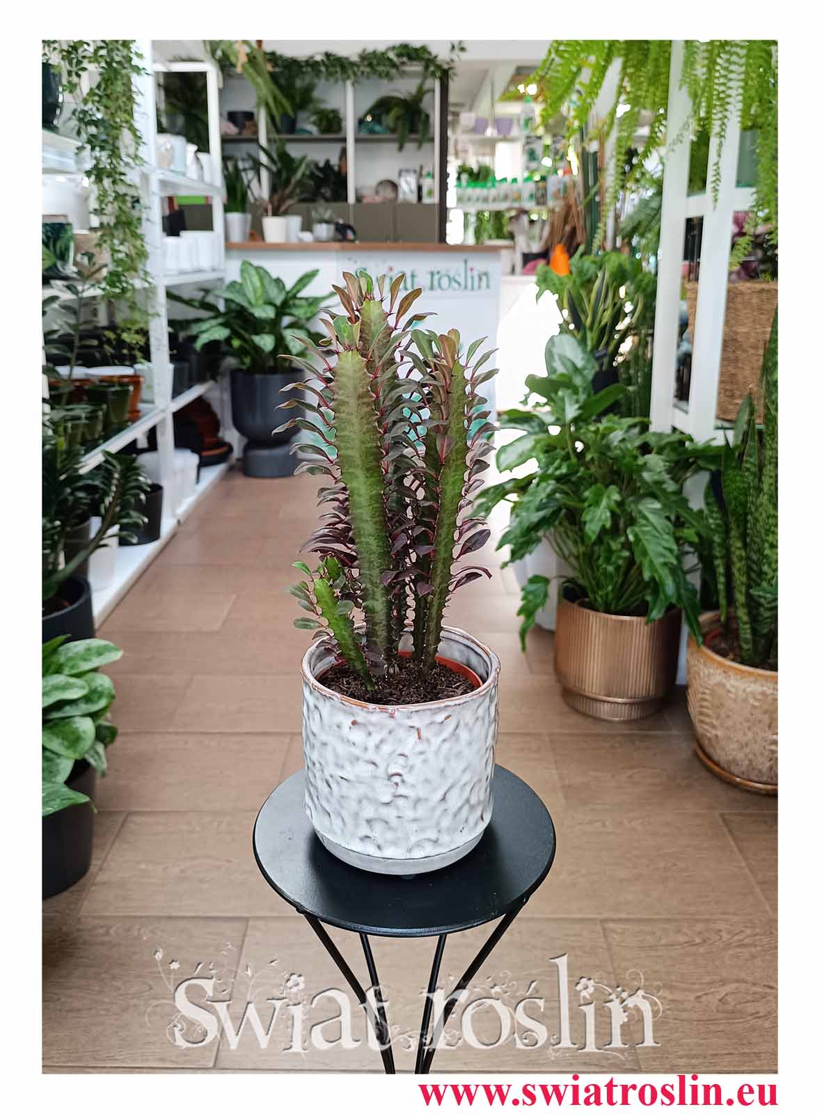 Euphorbia Trigona Rubra łatwa w uprawie roślina do biura do firmy do restauracji do kawiarni na parapet, Wilczomlecz Trigona Rubra