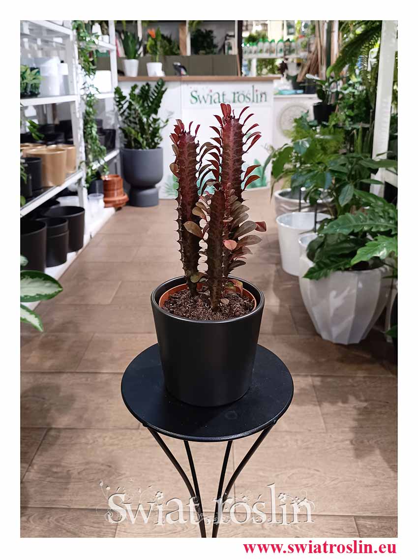 Euphorbia Trigona Rubra łatwa w uprawie roślina do biura do firmy do restauracji do kawiarni, Wilczomlecz Trigona Rubra