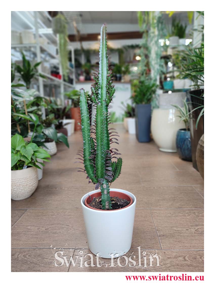 Euphorbia Trigona Rubra, Wilczomlecz Trigona Rubra, modne sukulenty sklep online
