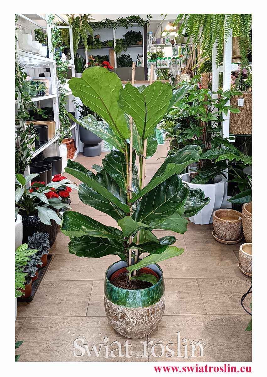 Fikus Lyrata modna roslina z instagrama do firmy do recepcji biura na korytarz do domu do mieszkania do biura na taras fikus dębolistny