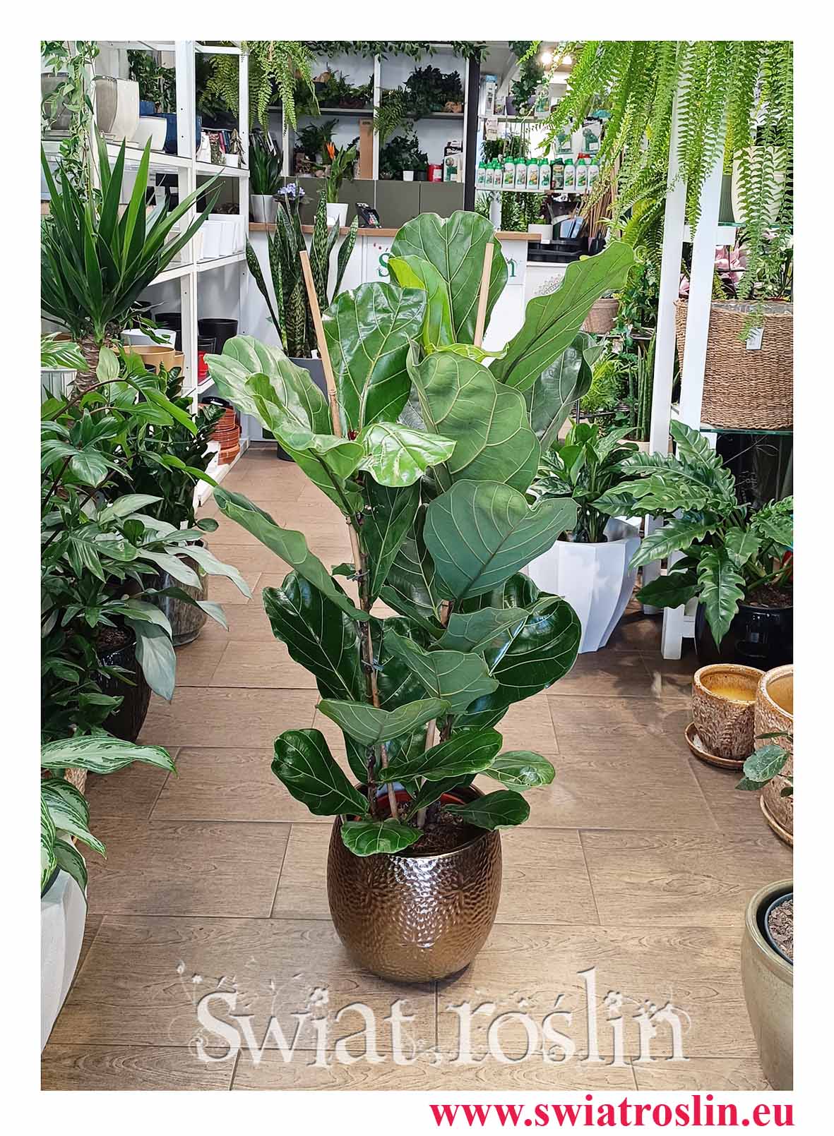 Fikus Lyrata modna roslina z instagrama do firmy do recepcji biura na korytarz do domu do mieszkania do biura na taras, do restauracji i kawiarni