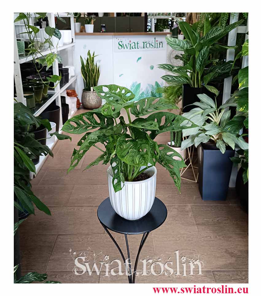 Monstera Obliqua Monkey Mask, Monstera ukośna, Monstera perforowana, Monstera Monkey leaf sklep internetowy online kup z wysyłką do domu lub biura