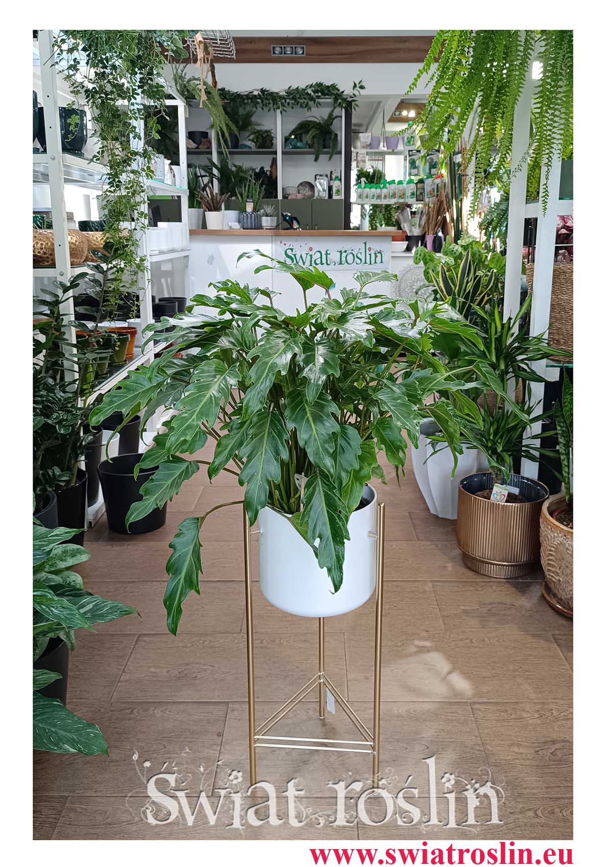 Philodendron Xanadu, Filodendron Xanadu z dostawą ze sklepu online, duża roślinadoniczkowa oczyszczająca powietrze z dostawą do biura do firmy do restauracji do hotelu