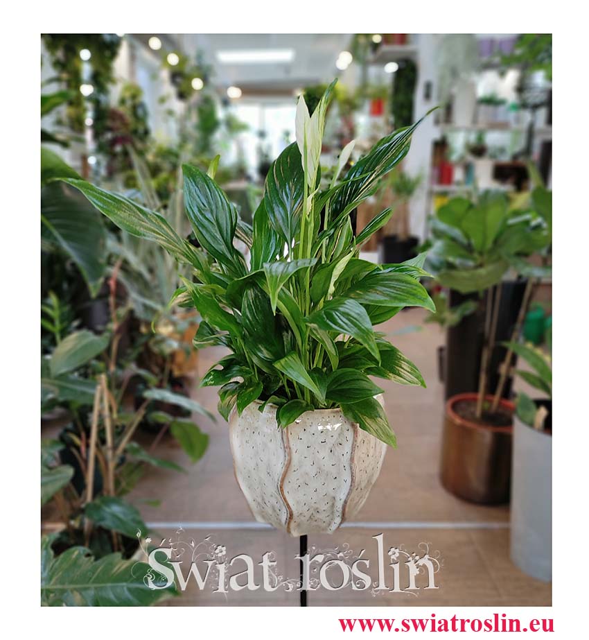 Spathiphyllum Bellini, Skrzydłokwiat Bellini, rośliny do biura, rośliny na parapet, popularne rośliny