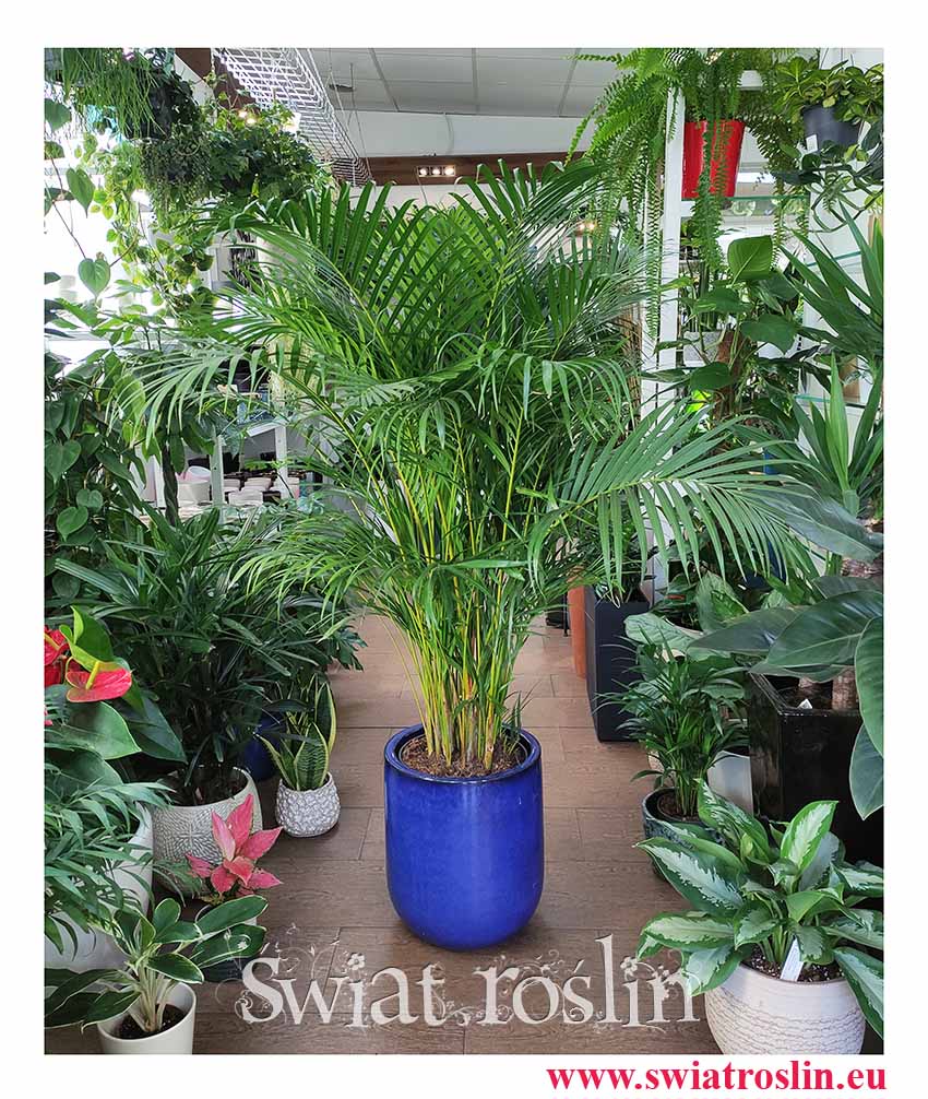 Wielka palma Areka Żółtawa, duża palma Areca Lutescens Dypsis, modne rośliny online z insta popularne