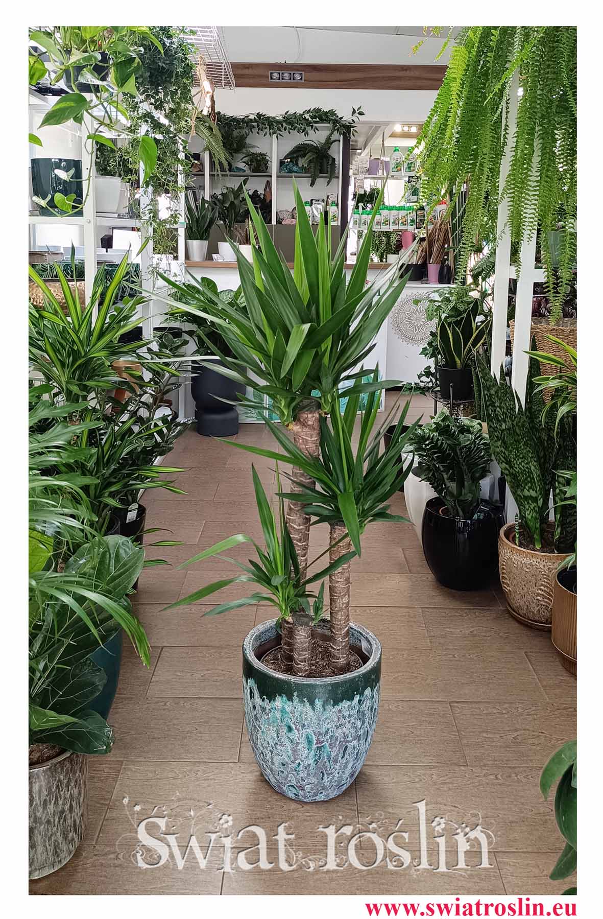 do biura firmy domu lub mieszkania Duża Juka Gwatemalska trzy pnie, duża Yucca Elephantipes na trzech pniach, Duże rośliny doniczkowe sklep Kraków