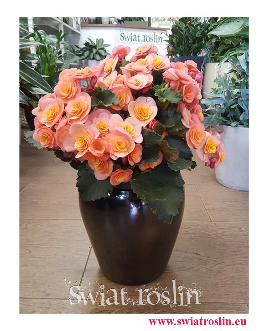 Begonia Belove Peach, rośliny doniczkowe sklep internetowy online, wysyłka roślin, begonia sklep