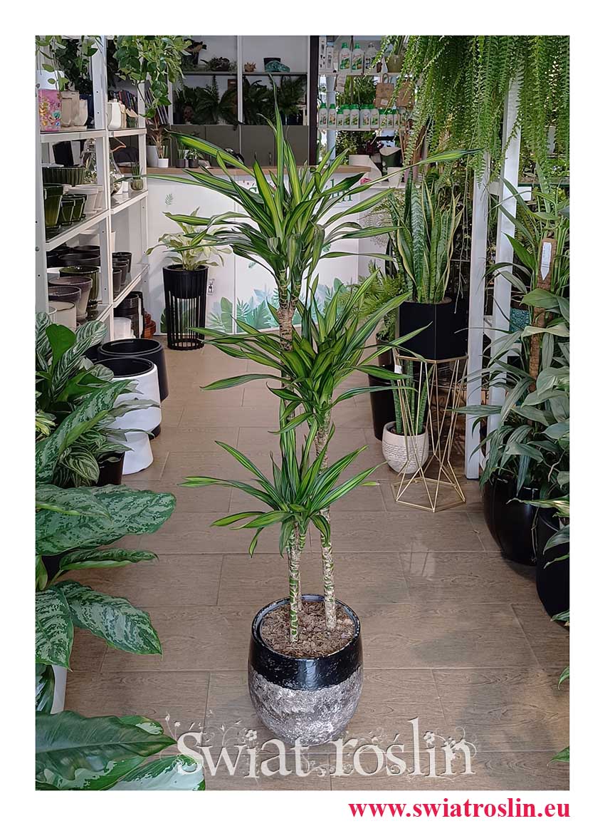 Dracaena Fragrans Riki modna roślina z insta dla młodych lub do biura mieszkania , Dracena Fragrans Riki