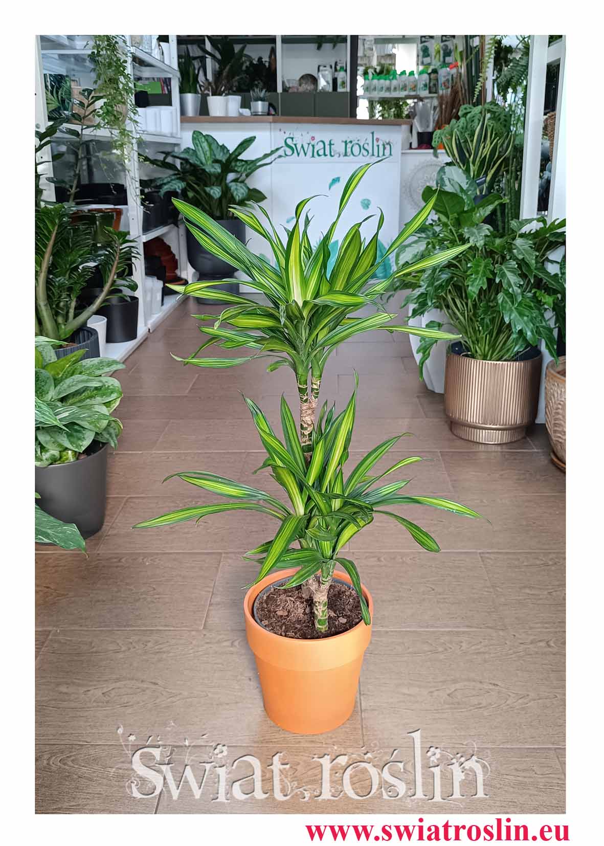 Dracena Fragrans Riki, Dracaena wonna Riki, Dracaena Fragrans Riki, Dracena Wonna Riki modna roślina do biura do firmy z wysyłką ze sklepu Świat Roślin