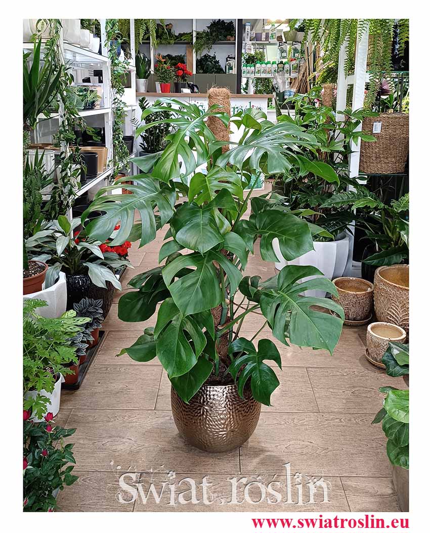 Duża Monstera na paliku, Monstera Deliciosa na paliku na korytarz do restauracji na recepcje do biura do salonu kup z dostawą ze sklepu online