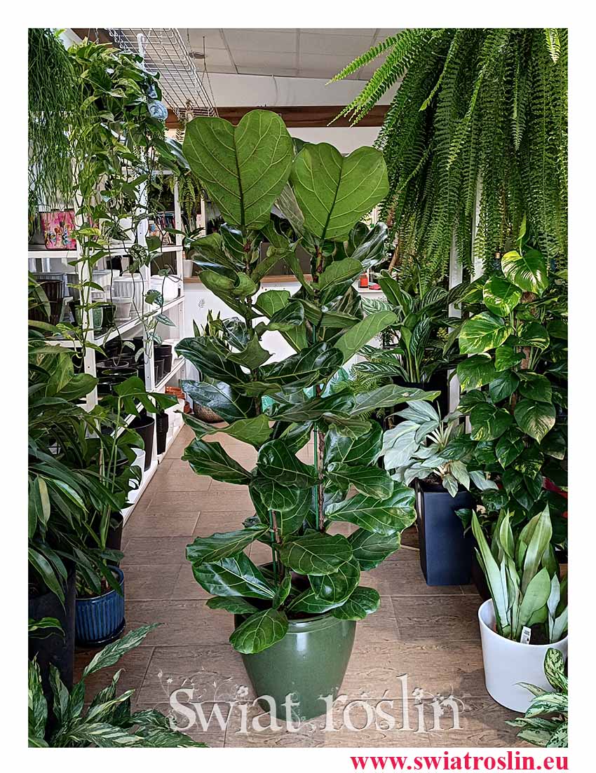 Duży Fikus Lyrata, Wielki Figowiec Lirolistny, Duży Fikus Dębolistny, Wielki Ficus Lyrata ekskluzywne rośliny sklep internetowy online