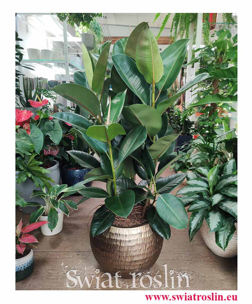 Duży Fikus sprężysty Robusta, Duży Figowiec sprężysty Robusta, Wielki Ficus elastica Robusta, rośliny doniczkowe sklep internetowy online