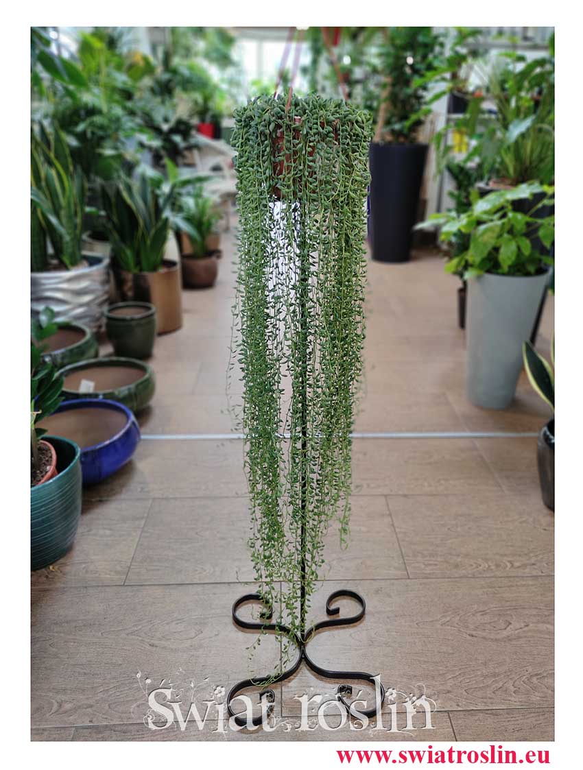 Duży Senecio Herreianus, Wielki Starzec Herreiana, sklep z roślinami w Krakowie, sklep online z roślinami