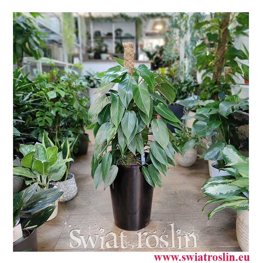 Filodendron Minii, Philodendron Minii popularne rośliny doniczkowe sklep online