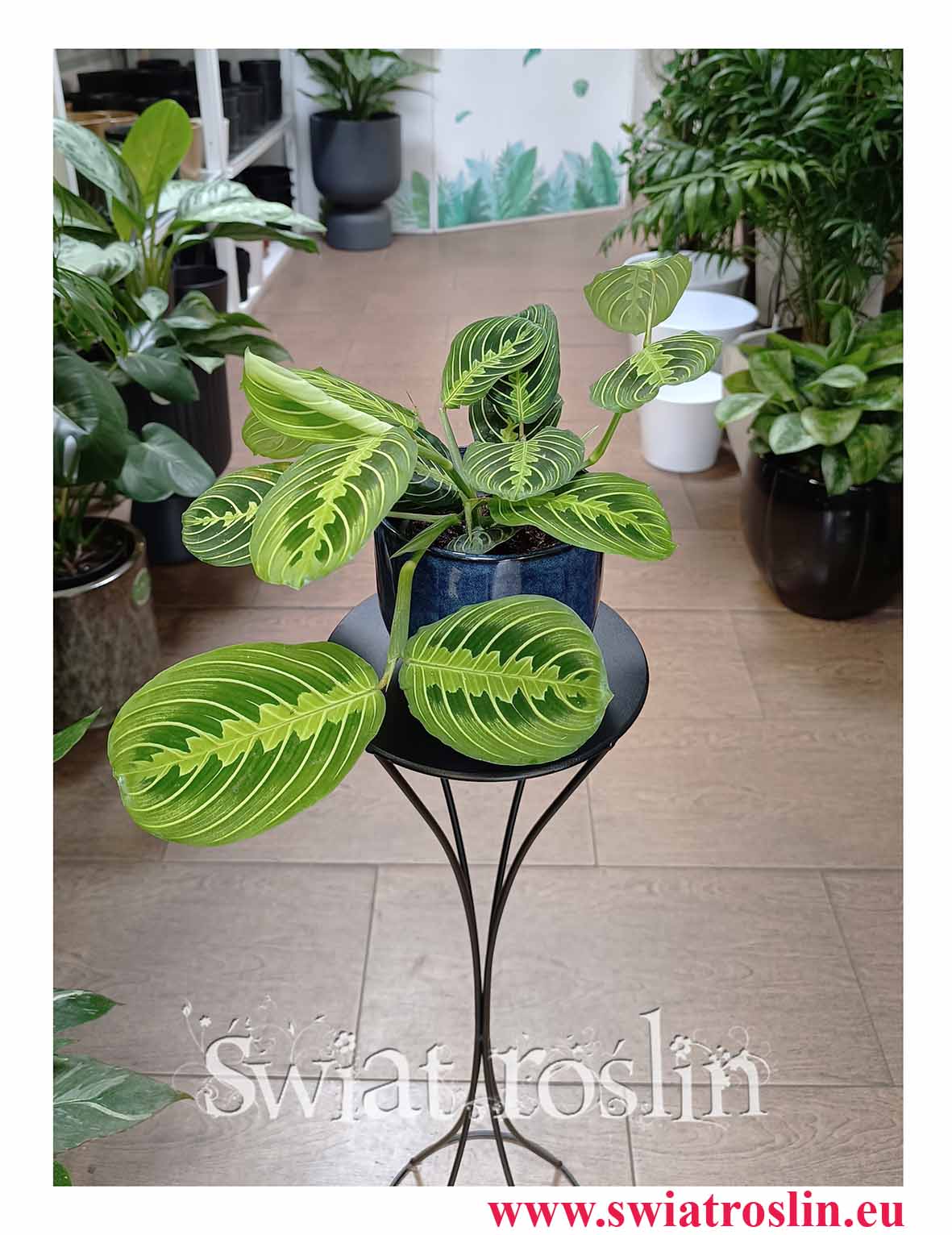Maranta Lemon Lime kup do biura do firmy do mieszkania do domu do salonu do restauracji do kawiarni z dostawą, Maranta Leuconeura Lemon Lime