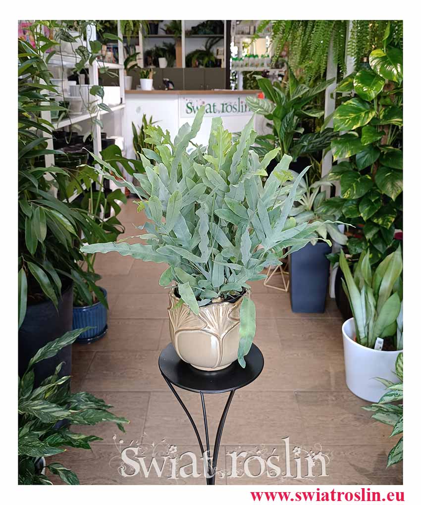 Phlebodium Aureum Blue Star, Flebodium Blue Star, Niebieska Paproć modne popularne rośliny z instagrama