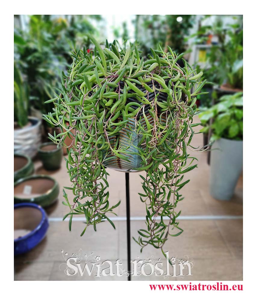 Senecio Herreianus Purple Flush, Starzec Herreiana Purple Flush, modne rośliny doniczkowe sklep internetowy online wysyłka roślin