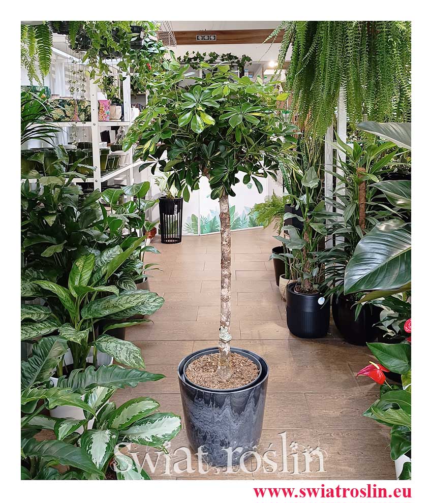 Szeflera Arboricola Gold Capella drzewko idelane do bogatego domu lub biura i firmy, Schefflera Arboricola Gold Capella Drzewko