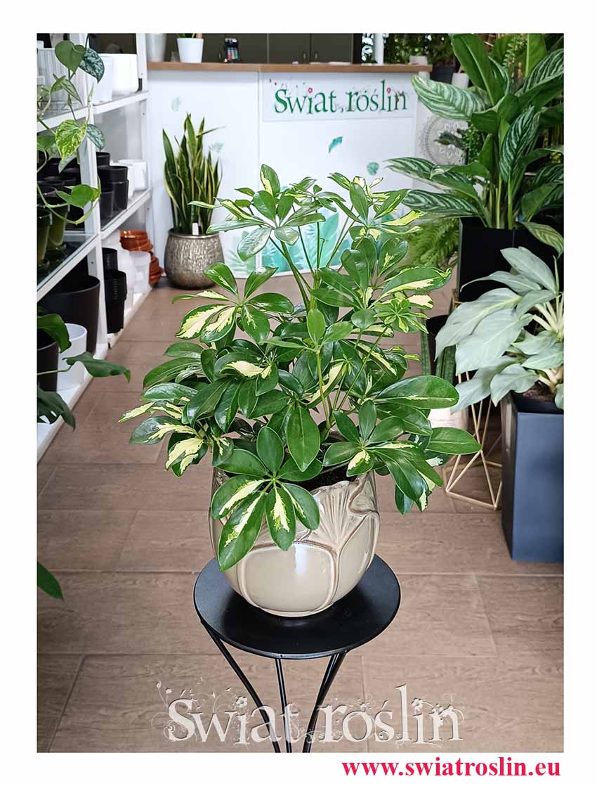 Szeflera Gerda, Schefflera Arboricola Gerda popularne rośliny doniczkowe sklep online internetowy z dostawą