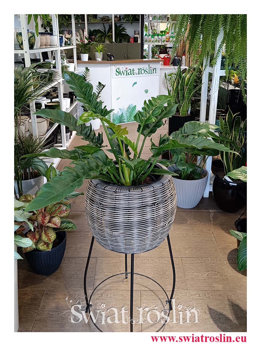 Wielki Filodendron Narrow, Duży Philodendron Narrow sklep online wysyłka roślin do domu lub dostawa