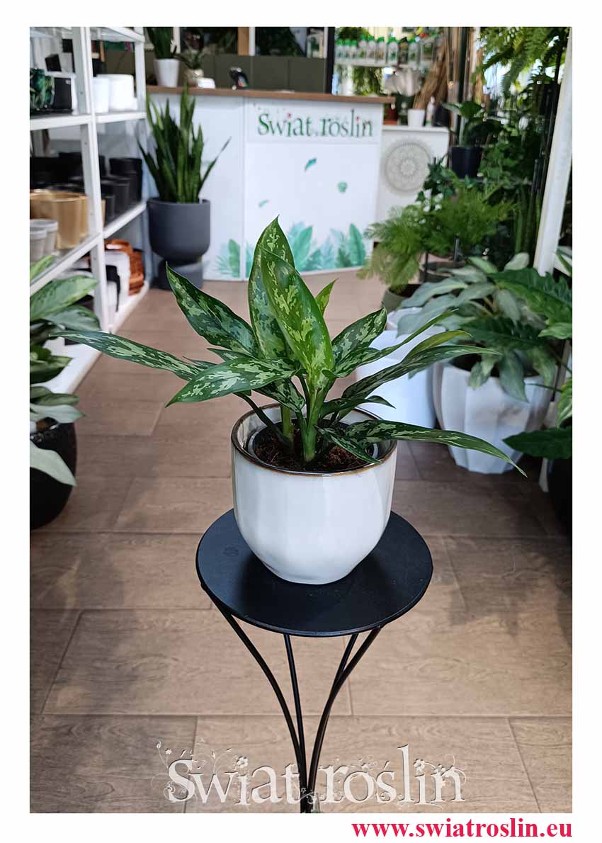 Aglonema Maria, Aglaonema Maria, rośliny kwiaty doniczkowe sklep internetowy, rośliny do biura, hotelu, mieszkania, firmy