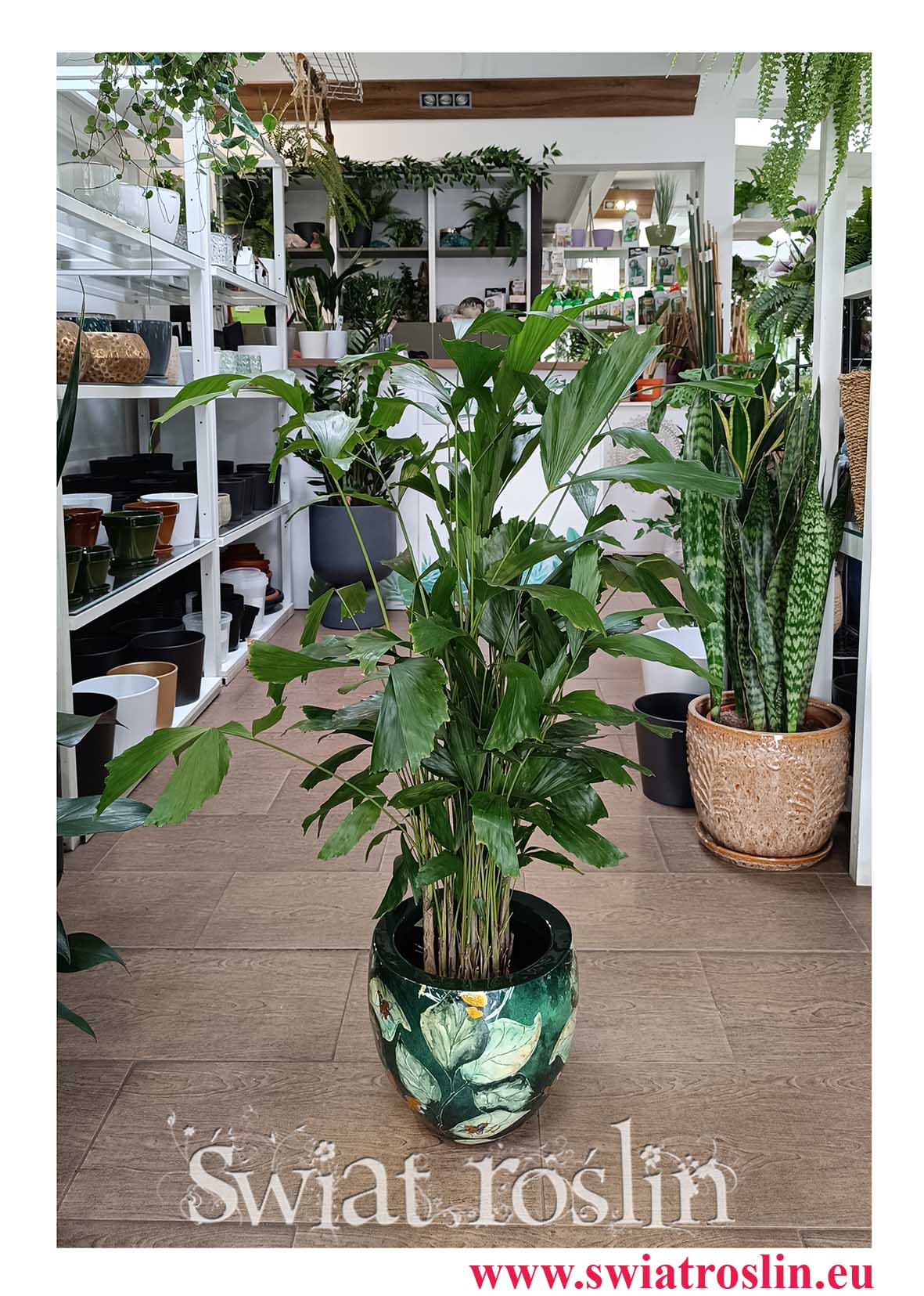 Caryota Mitis, Palma Orzechowa, Palma Rybi ogon do biura do hotelu do firmy do salonu do restauracji do kawiarni do mieszkania