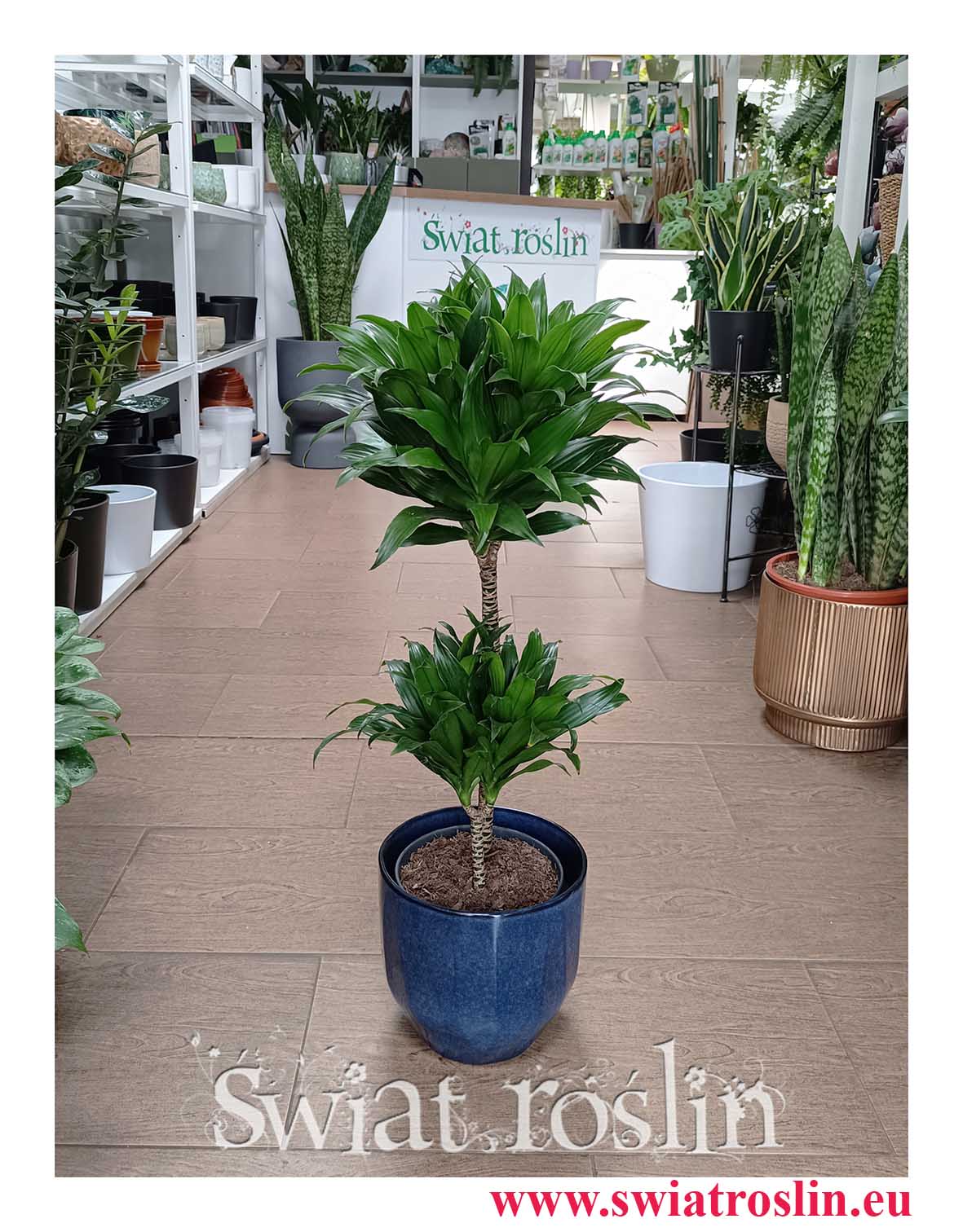 Dracena Compacta do biura do firmy do hotelu do salonu dfo mieszkania do restauracji do kawiarni z dostawą ze sklepu online, Dracena Deremeńska