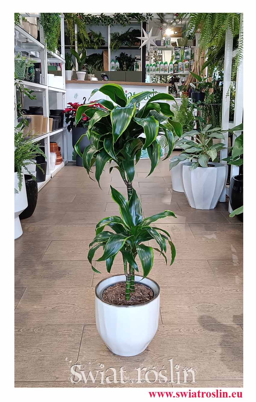Dracena Dorado, Dracaena Fragrans Dorado, Dracena Wonna do kupienia w sklepie z roślinami doniczkowymi online