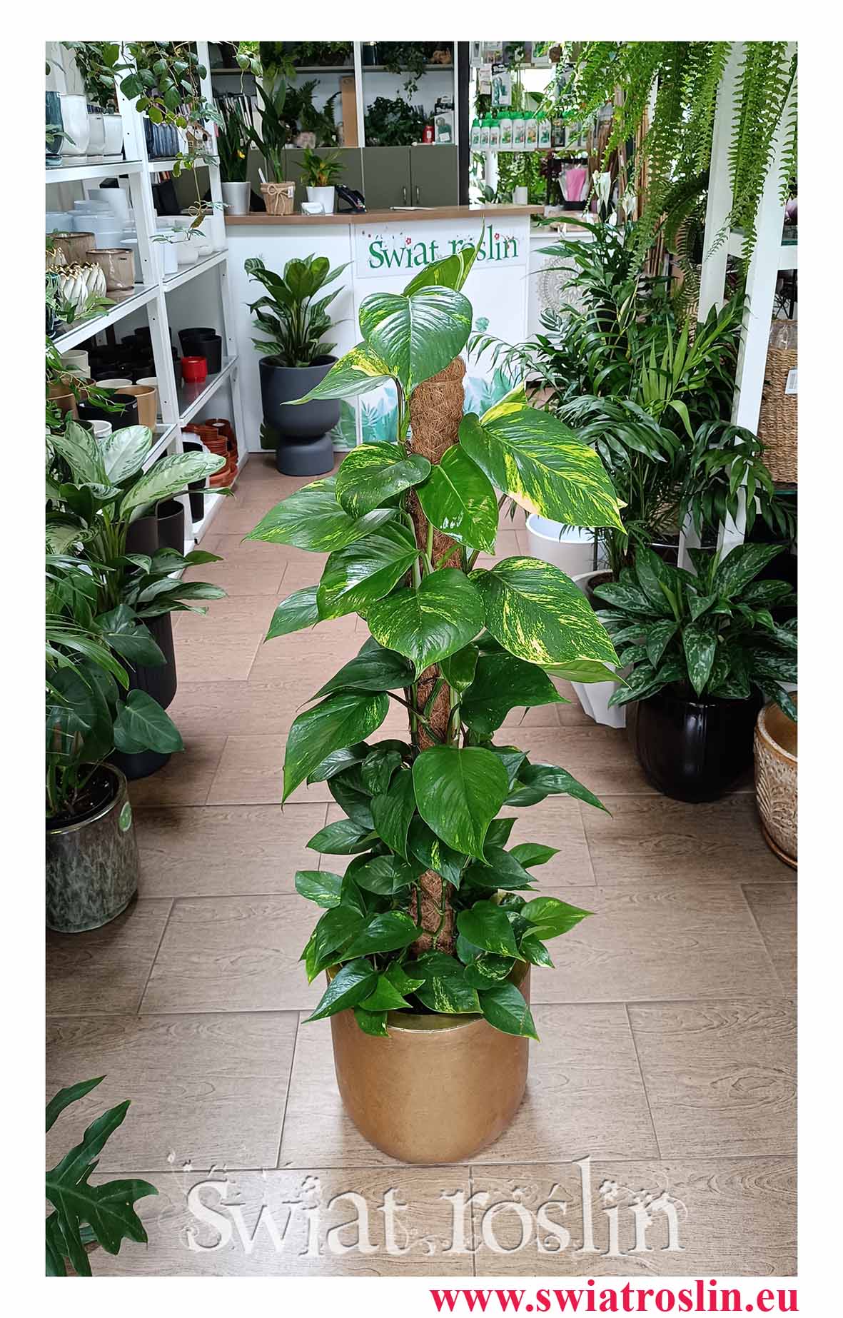 Epipremnum Złociste na paliku, Scindapsus Aureum na paliku, Ołustek - na paliku do biura do restauracji do firmy do kawiarni do dużego salonu i holu