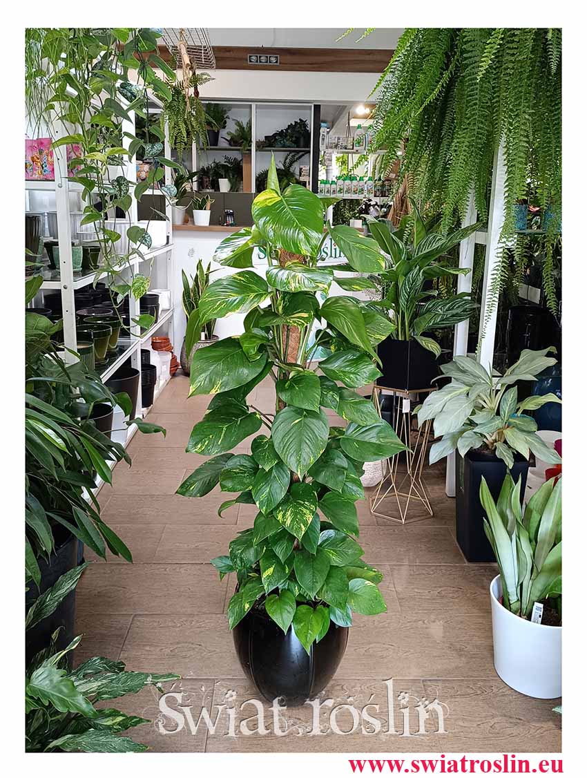 Epipremnum Złociste na paliku, Scindapsus Aureum na paliku, Ołustek - na paliku