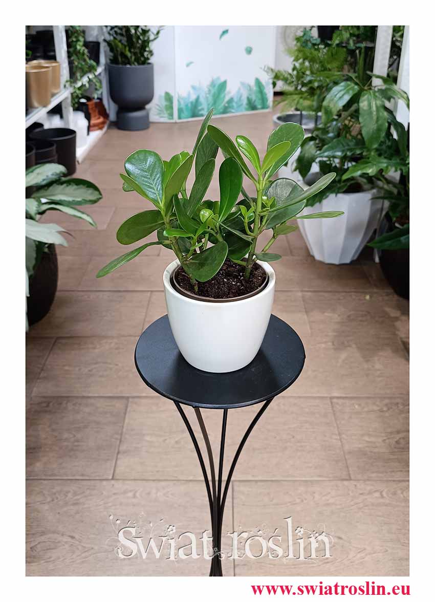 Kluzja Rosea Princess do biura do restauracji do firmy do kawiarni kup online z dostawą, Clusia Rosea Princess